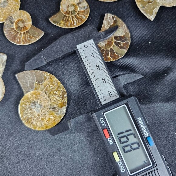 Ammonite Half - Picture 4 of 6